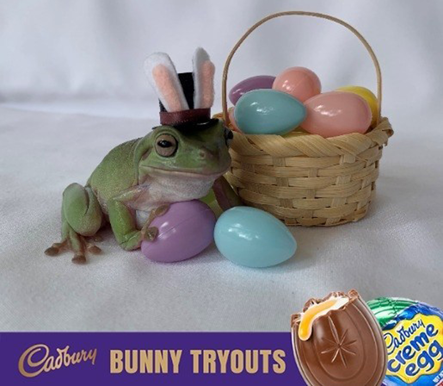 Frog replaces bunny for Cadbury – Rampage